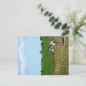 フィールドのロバ ポストカード (スタンド正面)