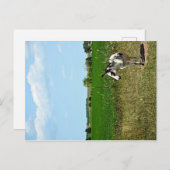 フィールドのロバ ポストカード (正面/裏面)