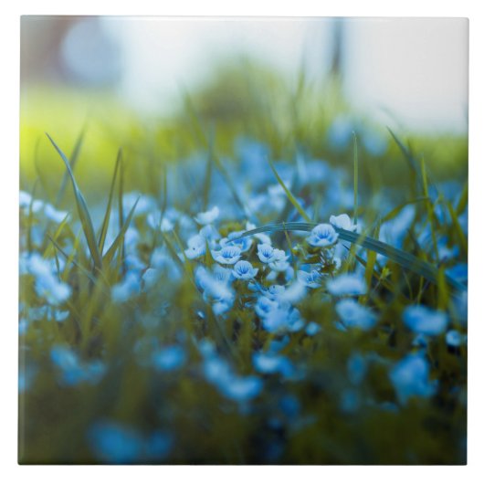 フィールドの春の花 タイル (正面)