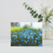 フィールドの春の花 ポストカード (スタンド正面)
