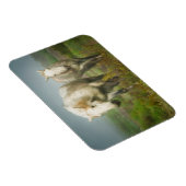 フィールドの白い馬のカマルグ マグネット (右側)