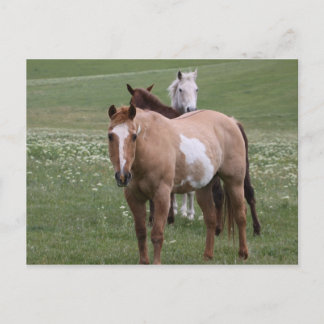 フィールドはがき内の馬 ポストカード