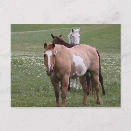 フィールドはがき内の馬 ポストカード (正面)