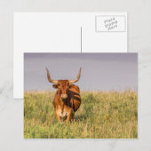 フィールドポストカードに立つLonghorn ポストカード (正面/裏面)