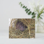 フィールドマウスはがき。 ポストカード (スタンド正面)