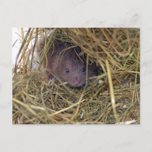 フィールドマウスはがき。 ポストカード (正面)