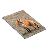 フィールド内の赤いキツネ ノートブック (右側)