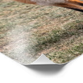 フィールド内の14x11赤キツネ フォトプリント (角)