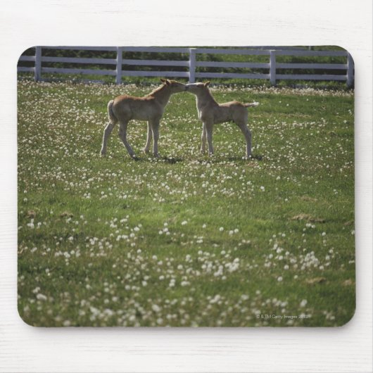 フィールド内の2子馬 マウスパッド (正面)