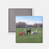 フィールド内の3つのラマ マグネット (正面/裏面)