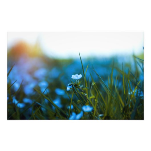 フィールド春の花 フォトプリント            (正面)