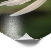 フィールド白デイジー花 フォトプリント            (角)