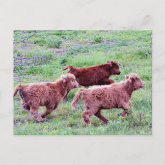 フィールド走上で無料 ポストカード