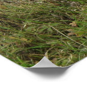 フィールド・ポスターの豚 ポスター (角)