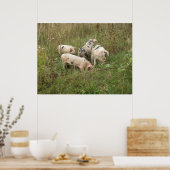 フィールド・ポスターの豚 ポスター (キッチン)