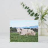 フィールド ポストカード (スタンド正面)