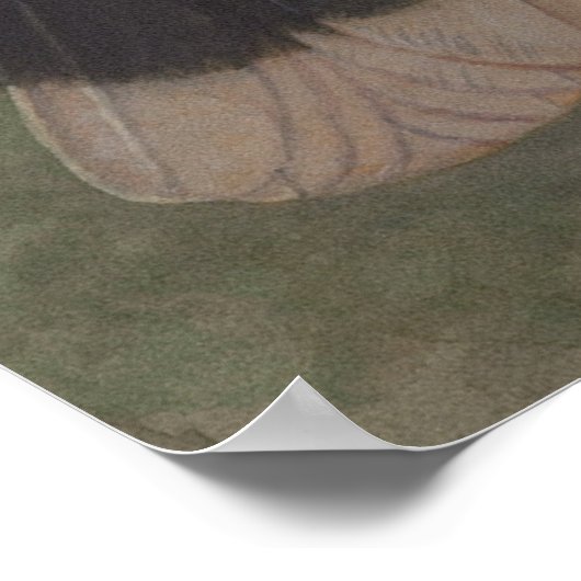 フイアニュージーランドバードヴィンテージ絵を描自然 ポスター (角)