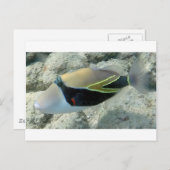 フイムフムヌクヌクアクアプアハワイ州魚 ポストカード (正面/裏面)