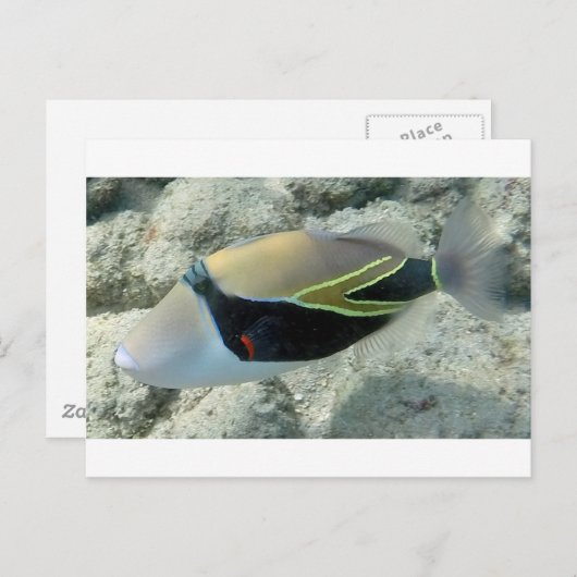 フイムフムヌクヌクアクアプアハワイ州魚 ポストカード (正面/裏面)