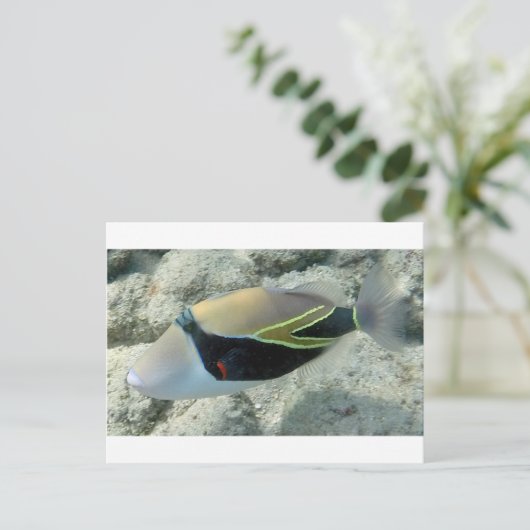 フイムフムヌクヌクアクアプアハワイ州魚 ポストカード (スタンド正面)