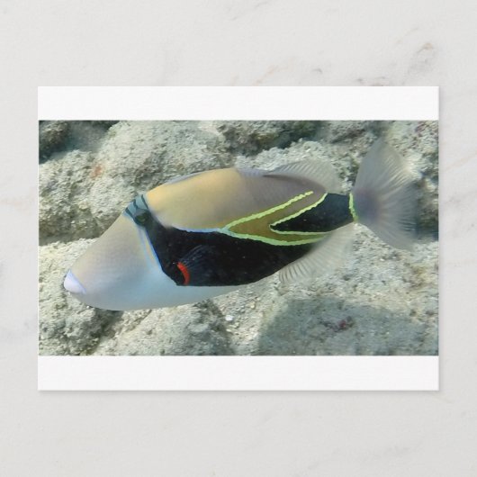 フイムフムヌクヌクアクアプアハワイ州魚 ポストカード (正面)