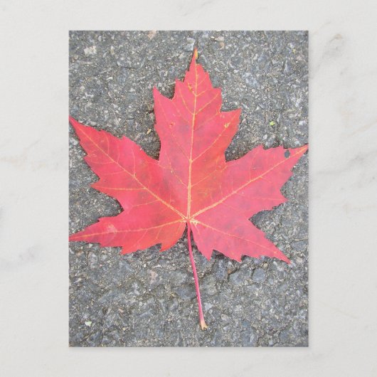 フイユモルテ ポストカード (正面)