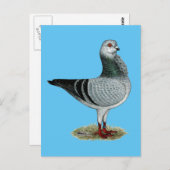 フウイタリアンル白鳩 ポストカード (正面/裏面)