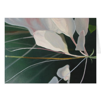 フウチョウソウ属