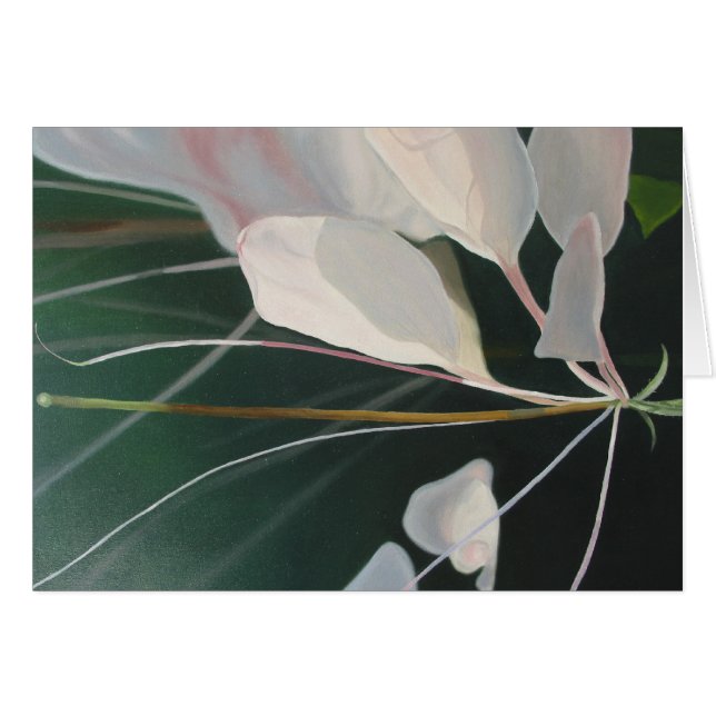 フウチョウソウ属 (正面横)