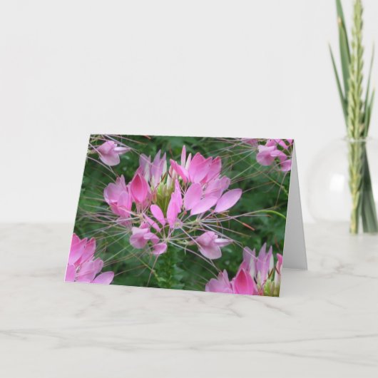 フウチョウソウ属 カード (正面)