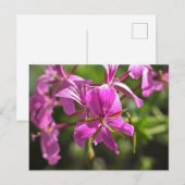 フウロソウのピンクの花 ポストカード (正面/裏面)