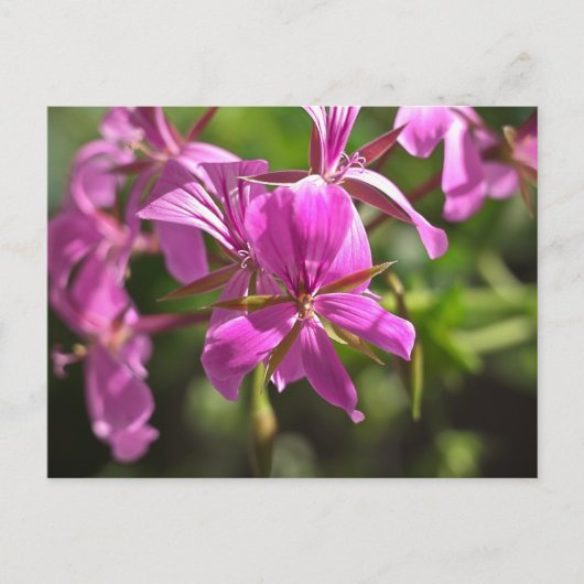 フウロソウのピンクの花 ポストカード (正面)