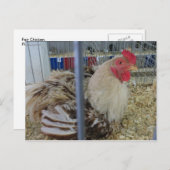 フェアチキン ポストカード (正面/裏面)