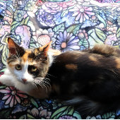 フェアリーガーデンガーデニング フリースブランケット