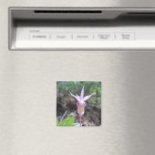 フェアリースリッパーオーキッドフラワー マグネット (インサイチュ (食洗機))