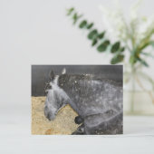 フェアーで眠い馬 ポストカード (スタンド正面)