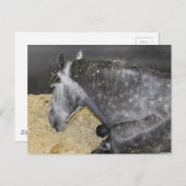 フェアーで眠い馬 ポストカード (正面/裏面)