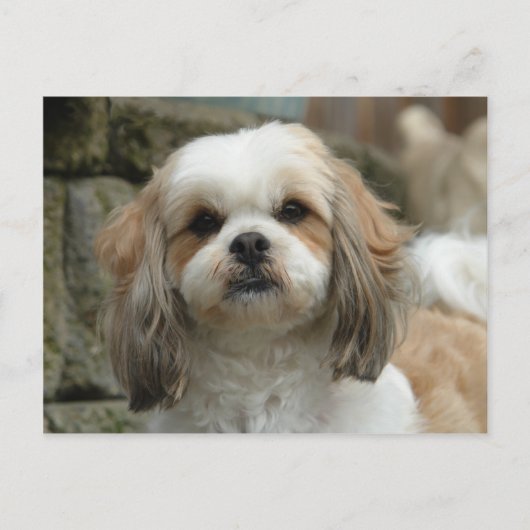 フェイスポストカード ポストカード (正面)