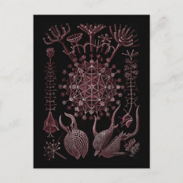 フェオダリアシーシェル詳細1879 ポストカード