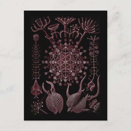 フェオダリアシーシェル詳細1879 ポストカード (正面)