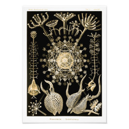 フェオダリア | 61金ゴールド | Ernst Haeckel | フォトプリント