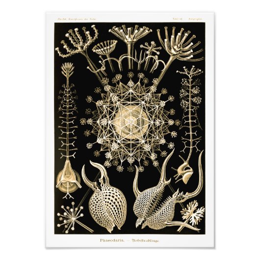 フェオダリア | 61金ゴールド | Ernst Haeckel | フォトプリント (正面)