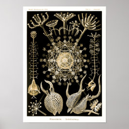 フェオダリア | 61金ゴールド | Ernst Haeckel | ポスター