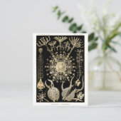フェオダリア | 61金ゴールド | Ernst Haeckel | ポストカード (スタンド正面)