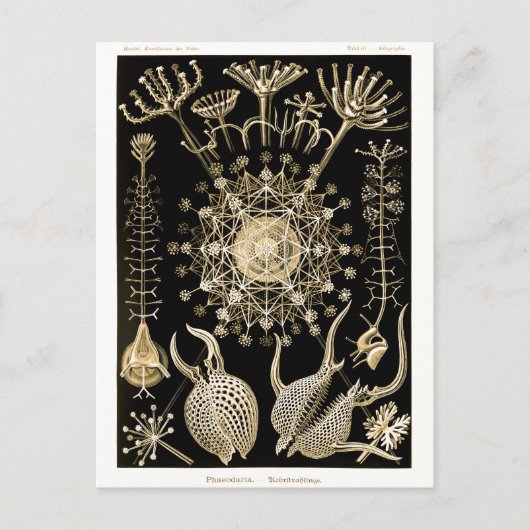 フェオダリア | 61金ゴールド | Ernst Haeckel | ポストカード (正面)