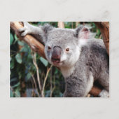 フェザデール野生動物公園，コアラベアーズ ポストカード (正面)