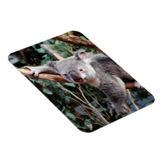 フェザデール野生動物公園,コアラベアーズ マグネット (右側)