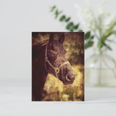 フェザン馬 ポストカード (スタンド正面)