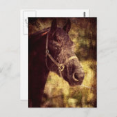 フェザン馬 ポストカード (正面/裏面)