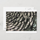 フェザー組織 ポストカード (正面/裏面)